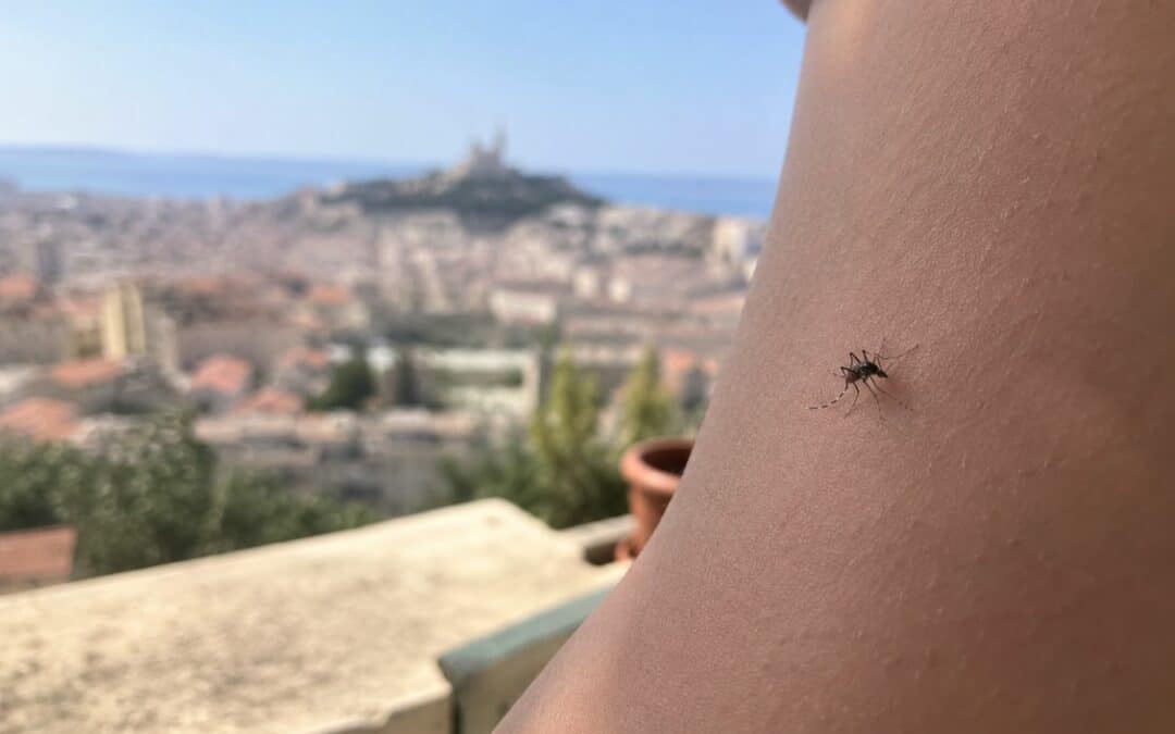 Moustique tigre à Marseille, comment s’en protéger ?