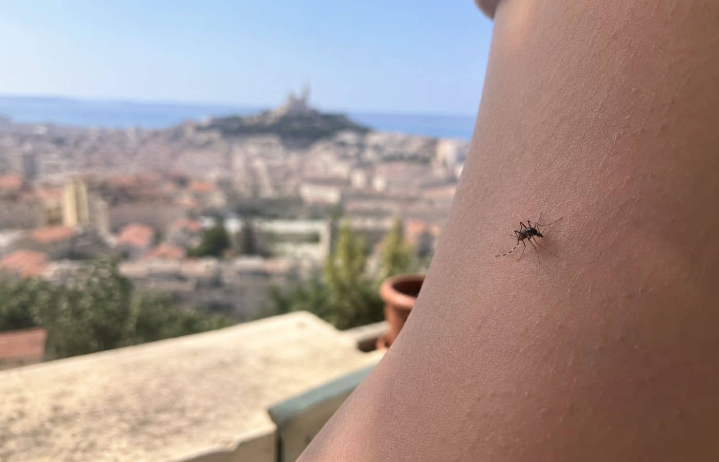 Moustique tigre à Marseille, comment s'en protéger ?