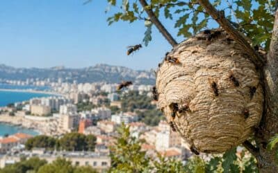 Frelon asiatique à Marseille dans le 8e et le 9e arrondissement, la saison à risque près des Calanques